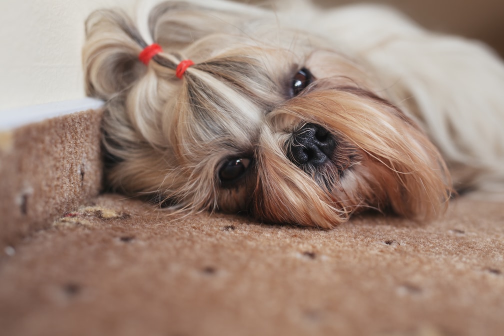 How To Get Pet Stains Out Of A Carpet Carpet Cleaners Near Me